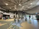 Dinosaur Skeleton Utah Field House Museum