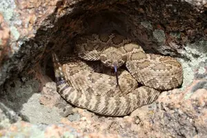Great Basin Rattlesnake