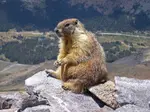 Yellow Bellied Marmot On Top Of The World