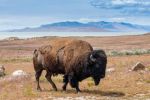 Bison on Antelope Island