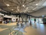 Dinosaur Skeleton Utah Field House Museum