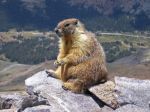 Yellow Bellied Marmot On Top Of The World