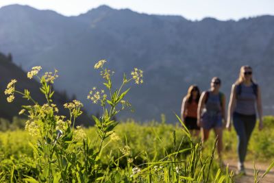 Albion Basin Hiking