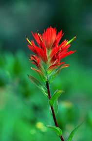 Albion Basin Indian Paintbrush