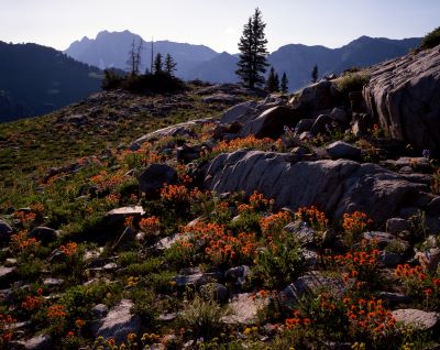 Albion Basin Indian Paintbrush and Granite