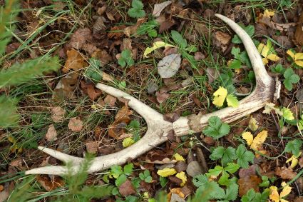 Antler Shed