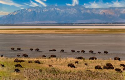 Bison Herd on Antelope island