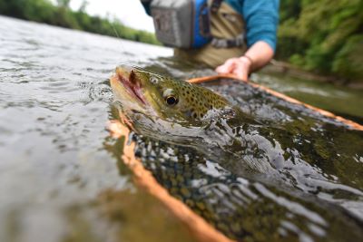 Brown Trout Being Caught