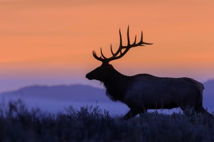 Bull Elk Silhouette