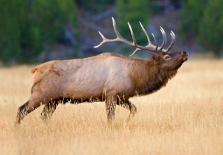 Bull Elk in Rut