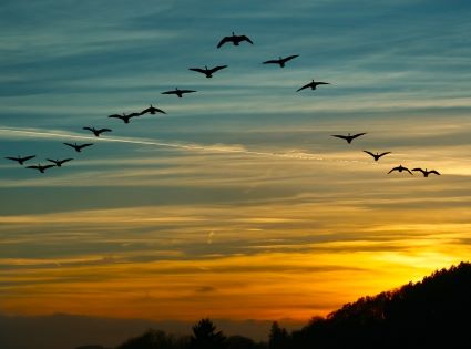 Canada Geese Flying