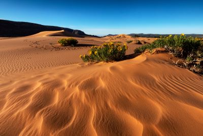 Coral Pink Dunes and Flowers