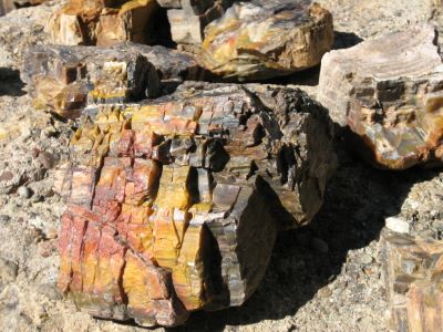 Escalante Petrified Tree