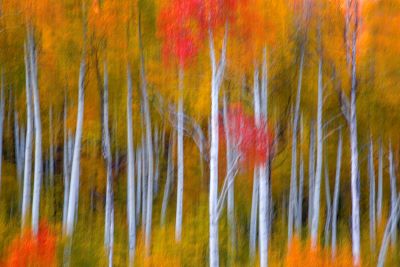 Fall Aspens in Southern Utah