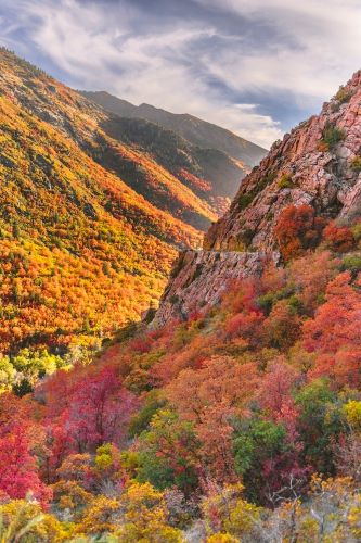 Fall Leaves in Utah