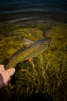 releasing a big brown trout