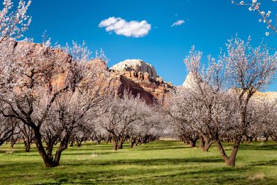 Fruita Utah Orchard