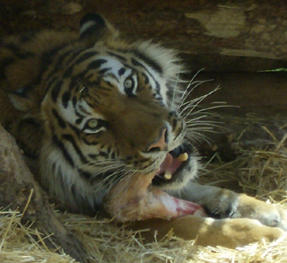 Hogle Zoo Tiger