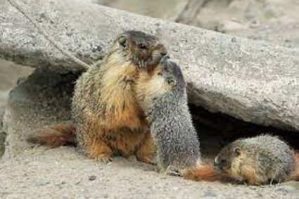 Marmot and Pups