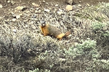 Marmot in Deer Valley