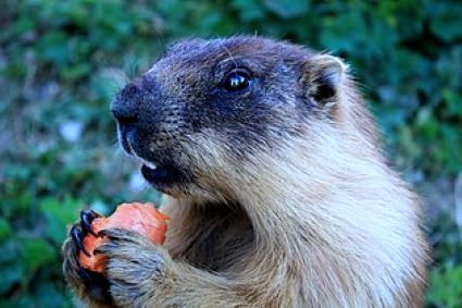 Marmot in Utah