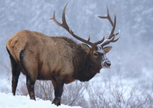 DWR shuts down antler gathering to protect Utah's big game