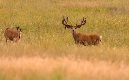 Mule Deer Buck in Velvet