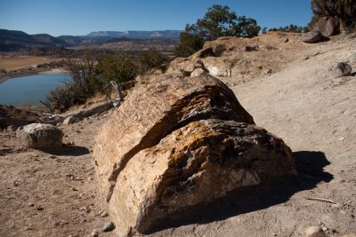 Petrified Wood Escalante