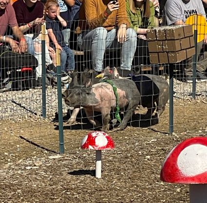 Pig Races