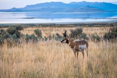 Pronghorn on Antelope Island