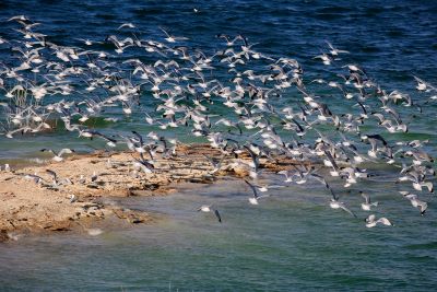 Seagulls Flying Over Quail Creek
