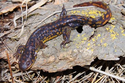 Tiger Salamander From Above