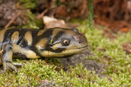 Tiger Salamander From The Side