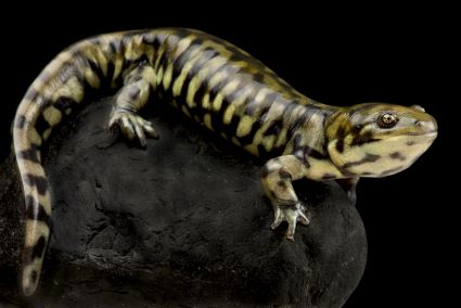 Tiger Salamander on a Rock