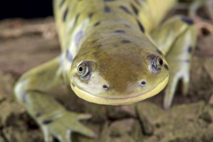 Tiger Salamander's Face