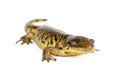 Tiger Salamander Against White Background