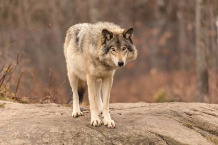 Timber Wolf