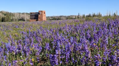 Wildflowers at Cedar Breaks