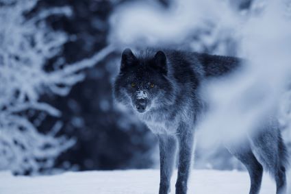 Wolf in Winter