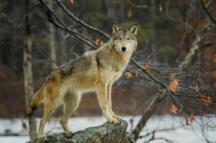 Wolf in Forest