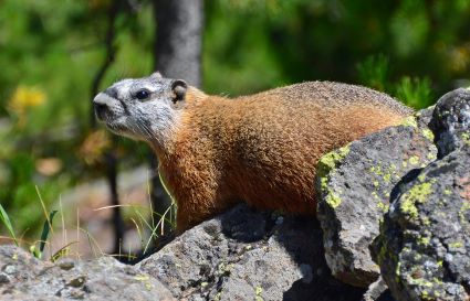 Marmot Side View