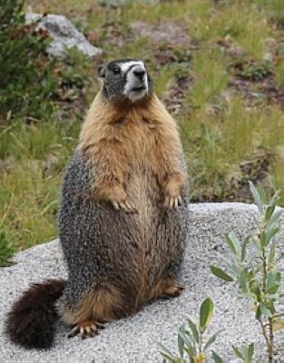Yellow-Bellied Marmot Standing