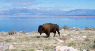 Antelope Island Bison