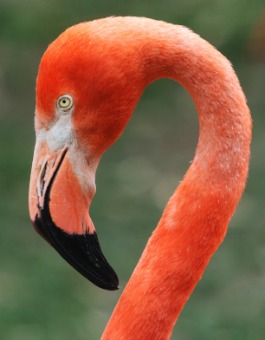 Pink Floyd The Flamingo