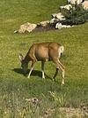 Mule Deer in Bear Lake Yard