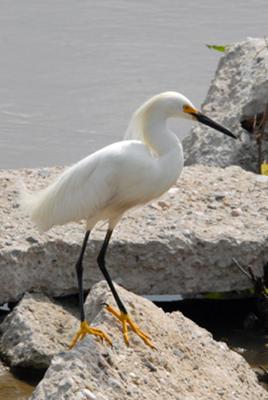 Snowy Egret