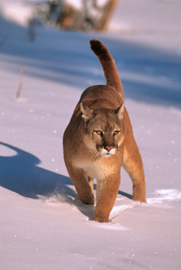 Cougar in Winter