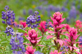 Albion Basin Lupine and Paintbrush
