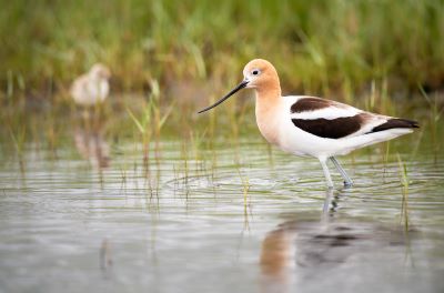Avocet