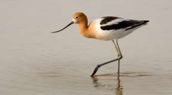 Avocet